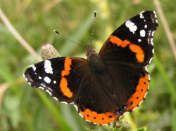 Rusałka admirał (Vanessa atalanta)  Pije soki poranionych drzew, gąsienice żerują na liściach pokrzyw.