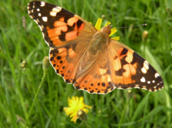 Rusałka osetnik (Vanessa cardui)  Piją nektar ostów i kwiatów, gąsienice żerują na ostach, ostrożeniach, pokrzywach.