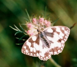 Polowiec szachownica (Agapetes galathea)  Pije nektar kwiatów.