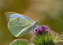 Bielinek rzepnik (Pieris rapae)  Pije nektar kwiatów.