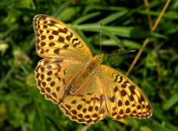 Perłowiec malinowiec (Agrynnis paphia)  Pije nektar ostów i innych roślin.