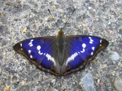 Mieniak tęczowiec (Apatura iris)  Ssie płyny z mokrej ziemi, odchodów i padliny.