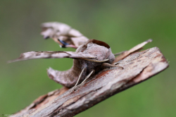 Nastrosz półpawik (Smerinthus ocellatus)  Zamieszkuje lasy liściaste i mieszane, często także parki i ogrody.