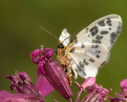 Plamiec leśniak (Calospilos sylvatus)  Występuje głównie w wilgotnych lasach.