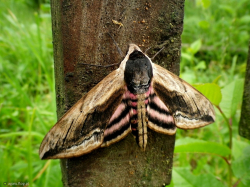 Zawisak tawulec (Sphinx ligustri)  Zamieszkuje lasy liściaste i mieszane, zadrzewiania często także parki i ogrody.