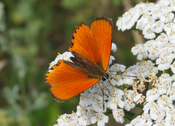 Czerwończyk dukacik (Lycaena virgaureae)  Gatunek w całym kraju bardzo pospolity.