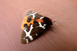 Niedźwiedziówka nożówka (Arctia caja)  Motyl spotykany niemal wszędzie.