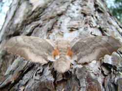 Nastrosz topolowiec (Laothoe populi)  Pospolity w drzewostanach topolowych.