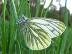 Bielinek bytomkowiec (Pieris brassicae)  Gatunek zaliczany do szkodników.