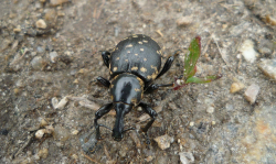 Szeliniak sosnowiec (Hylobius abietis)  Pospolity szkodnik szkółek i upraw sosnowych.