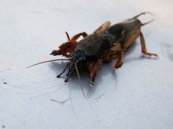 Turkuć podjadek (Gryllotalpa gryllotalpa)  Żyje w podziemnych korytarzach, drążonych na łąkach, w polach i ogrodach. Żywi się głównie różnymi owadami, rzadziej korzeniami lub innymi częściami roślin.