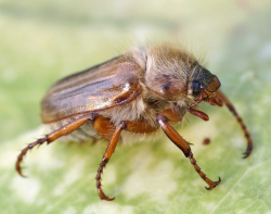 Guniak czerwczyk (Rhizotrogus solstitialis)  Żeruje na drzewach i krzewach liściastych.