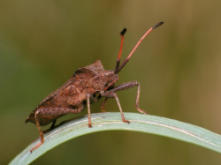 Wtyk straszyk (Coreus marginatus)  Występuje na terenach wilgotnych. Żyje na szczawiach i jeżynach wysysając soki z owoców.. 