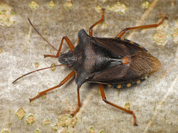 Tarczówka rudonoga (Pentatoma rufipes)  Żyje głownie w lasach liściastych, można ją spotkać także w ogrodach.