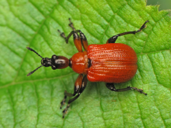 Oszynda leszczynowiec (Apoderus coryli)  Żyje głównie na leszczynie ale także na olszy, brzozie, dębie.