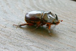 Rohatyniec nosorożec (Orystes nasicornis)  Pierwotnie był mieszkańcem starych lasów dębowych.