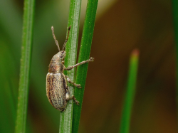 Naliściak (Phyllobius Sp.)  Spotykany w ogrodzie, na polach w lesie.