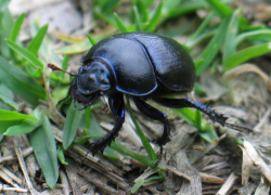 Żuk gnojowy (Geotrupes stercorarius)  Żywi się odchodami zwierząt.