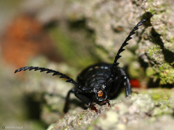 Dyląż garbarz (Prionus coriarius)  Występuje w starych lasach liściastych i iglastych.