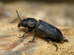 Kłopotek czarny (Spondylis buprestoides)  Występuje w lasach sosnowych.