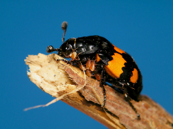 Grabarz pospolity (Necrophorus vespillo)  Pospolity. Żywi się padliną drobnych zwierząt, czasami odchodami.. 