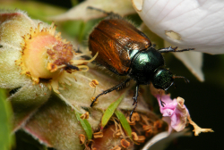 Ogrodnica niszczylistka (Phyllopertha horticola)  Chrząszcz pospolity, spotykany w lasach, ogrodach i na polach. Żywi się liśćmi i kwiatami różnych roślin.. 