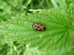 Krasanka natrawka (Cercopis vulnerata)  Występuje głównie na łąkach.