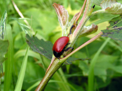 Rynnica topolowa (Chrysomela populi)  Liczna na topolach ale także na wierzbach.