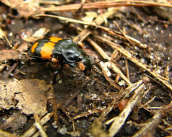 Grabarz żółtoczarny (Necrophorus vespilloides)  Żywi się padliną drobnych zwierząt (myszy, krety, nornice, ptaki).