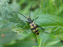 Pętlak czteropaskowy (Leptura quadrifasciata)  Występuje w lasach liściastych, pospolity.