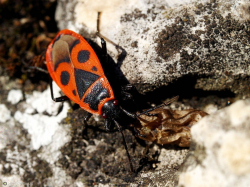 Kowal bezskrzydły (Pyrrohocoris apterus)  Pospolity, liczny, żyjący gromadnie na lipach, rzadziej na kasztanowcach i akacjach pluskwiak.