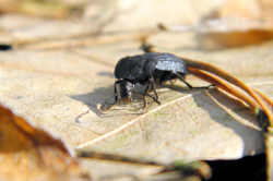 Zaciemka czarna (Phosphuga atrata)  Zaciemka należy do chrząszczy z rodziny omarlicowatych, ale nie odżywia się padliną tylko jest drapieżna.