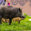 Odstrzał redukcyjny dzików