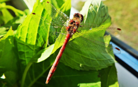 Warsztaty z entomologii w GEOsferze