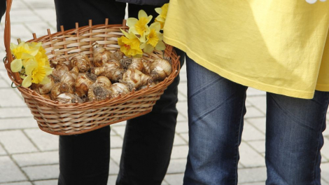 W Jaworznie rozpoczęła się dzisiaj kolejna edycja kampanii Pola Nadziei.