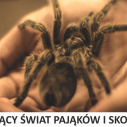 Wystawa Fascynujący świat pająków i skorpionów