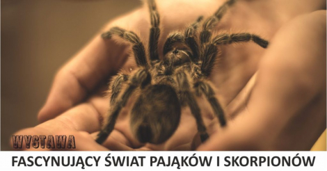 Wystawa Fascynujący świat pająków i skorpionów - Klub Relax - 7-17 marca br.