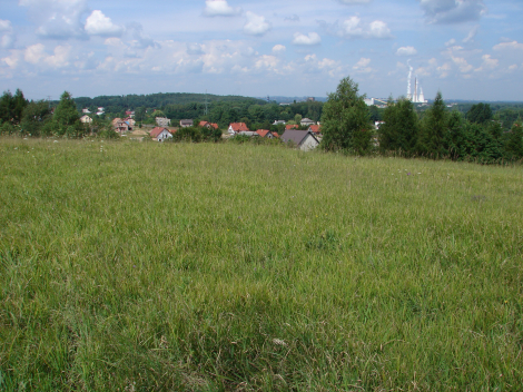 Murawa kserotermiczna z kłosownicą pierzastą na Górze Bielana