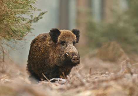 Przeciwdziałanie dzikom w mieście - utworzenie nęcisk - fot. Fotolia.com