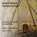 Chomik europejski - ginący klejnot naszej przyrody. Wystawa fotografii Łukasza Koby