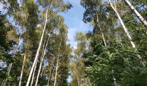 Prezydent Silbert przekazuje dodatkowe 3 mln zł na nowe drzewa