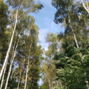 Prezydent Silbert przekazuje dodatkowe 3 mln zł na nowe drzewa